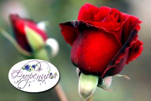 Розы со скидкой 50% от салона цветов "Флоренция"