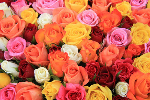 Розы со скидкой 55% в студии цветочного дизайна