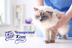 Ветеринарная клиника «Чеширский кот»: стерилизация, кастрация, УЗ чистка со скидкой до 50%