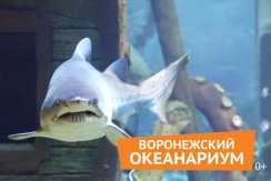 Посещение Воронежского океанариума в сити-парке «Град» всего за 390 руб.