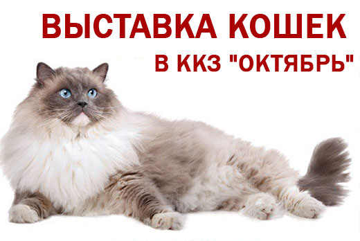 Билеты со скидкой 50% на международную выставку кошек в ККЗ "Октябрь"