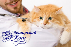 Ветеринарная клиника «Чеширский кот»: в честь открытия скидка до 50%