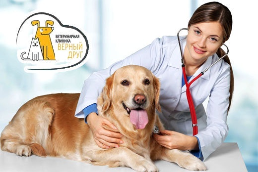 Ветеринарная клиника «Верный друг»: удаление ногтевой пластины кошкам, кастрация, стерилизация, чистка зубов со скидкой до 50%