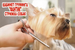 Стрижка собак от 500 рублей в кабинете груминга «Фантик»