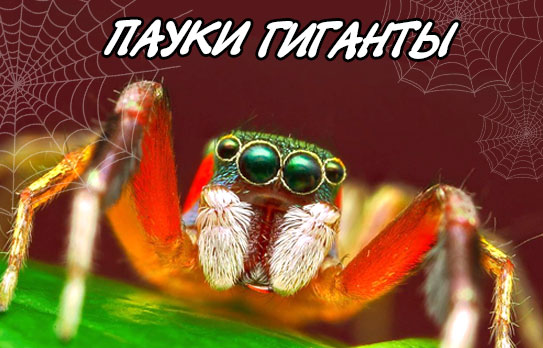 Выставка «Удивительный мир пауков» в ТРЦ «Москва». Скидка 50%