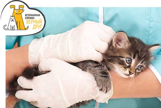 Ветеринарная клиника «Верный друг»: грумминг, гигиеническая чистка и другие услуги со скидкой 50%